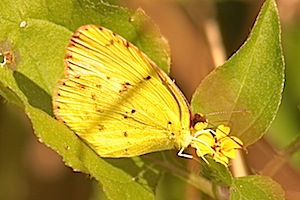 Little Yellow Butterfly